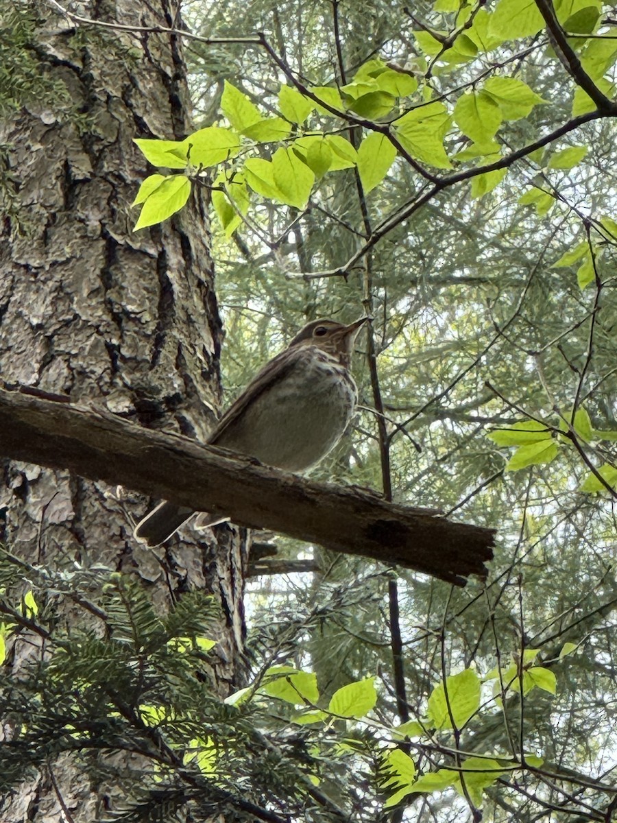 Swainson's Thrush - Christine Connolly