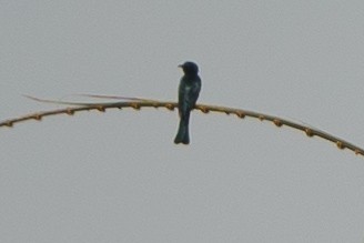 Square-tailed Drongo-Cuckoo - Zhen Li