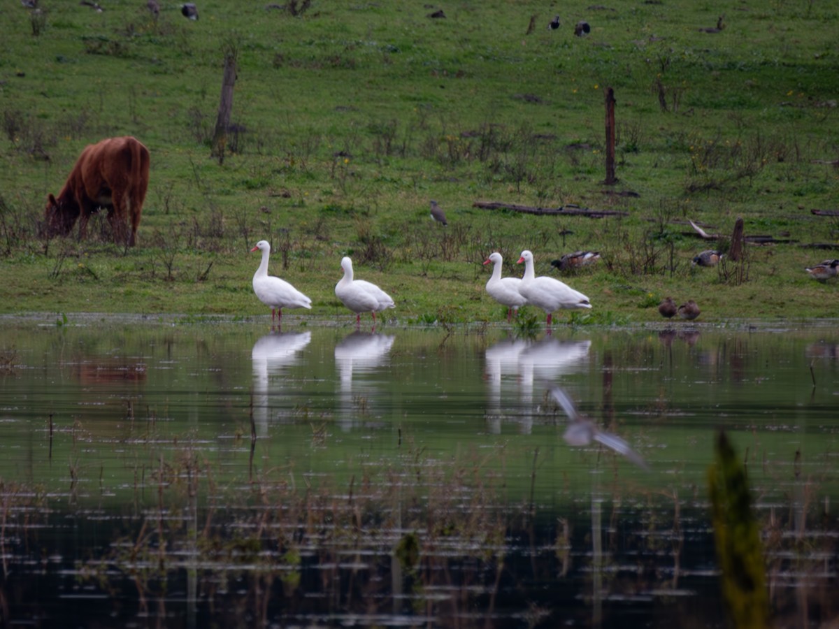 Coscoroba Swan - Felipe Silva Guzmán