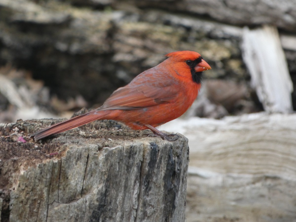 Northern Cardinal - Ann Larson