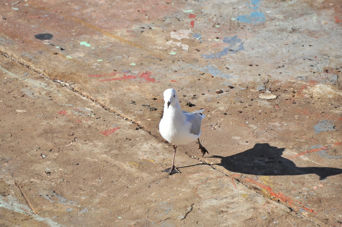 Hartlaub's Gull - ML618781200