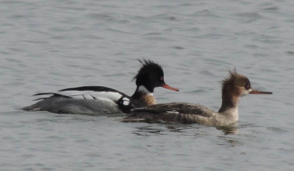 Red-breasted Merganser - ML618781204