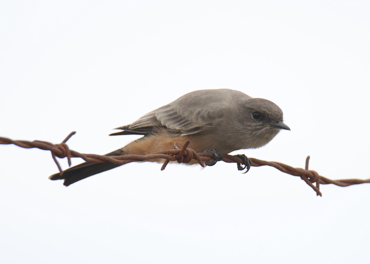 Say's Phoebe - Linda Dalton