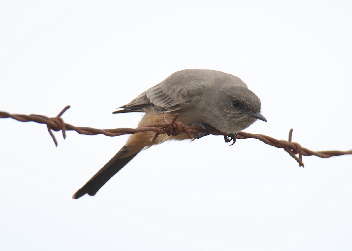 Say's Phoebe - Linda Dalton