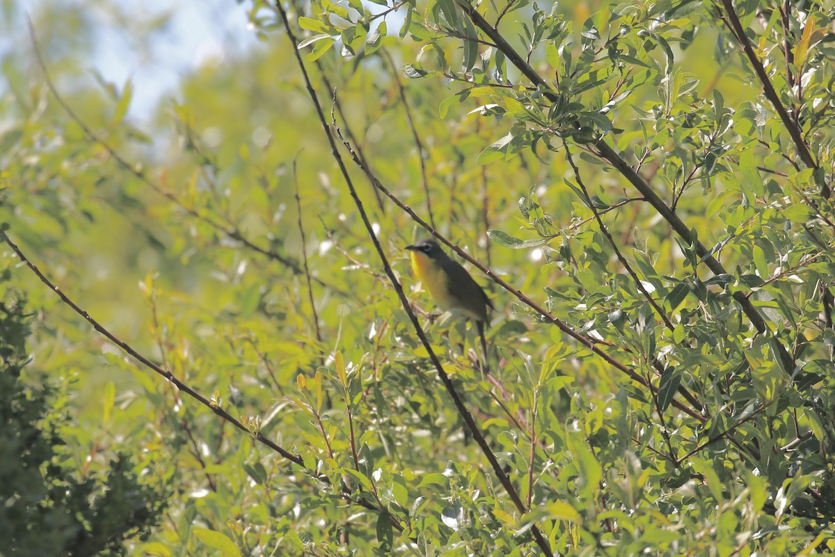 Yellow-breasted Chat - Keith Gress