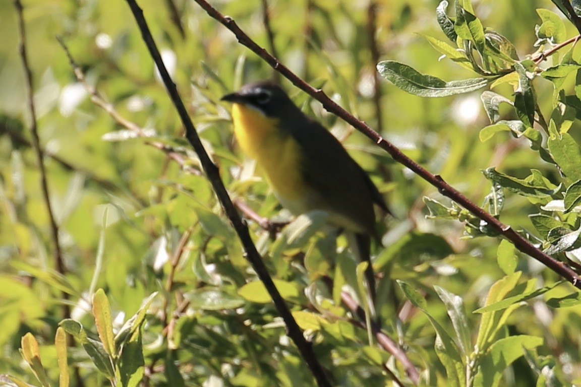 Yellow-breasted Chat - Keith Gress