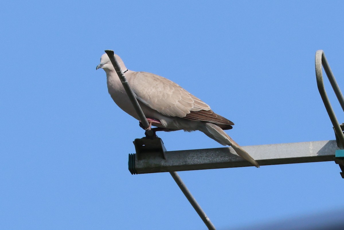 Eurasian Collared-Dove - Vern Bothwell