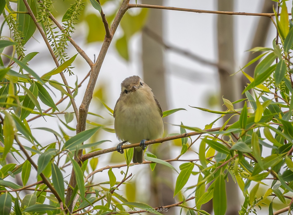 Warbling Vireo (Eastern) - ML618781275