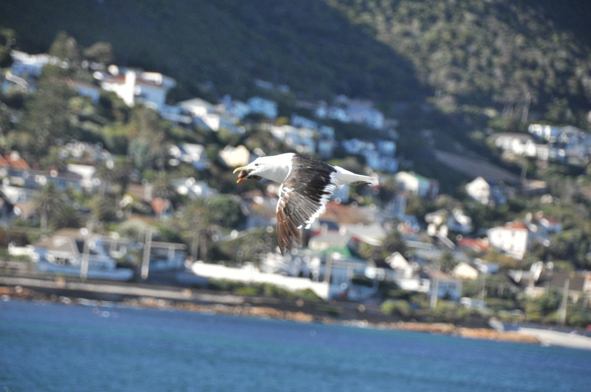 Gaviota Cocinera - ML618781286