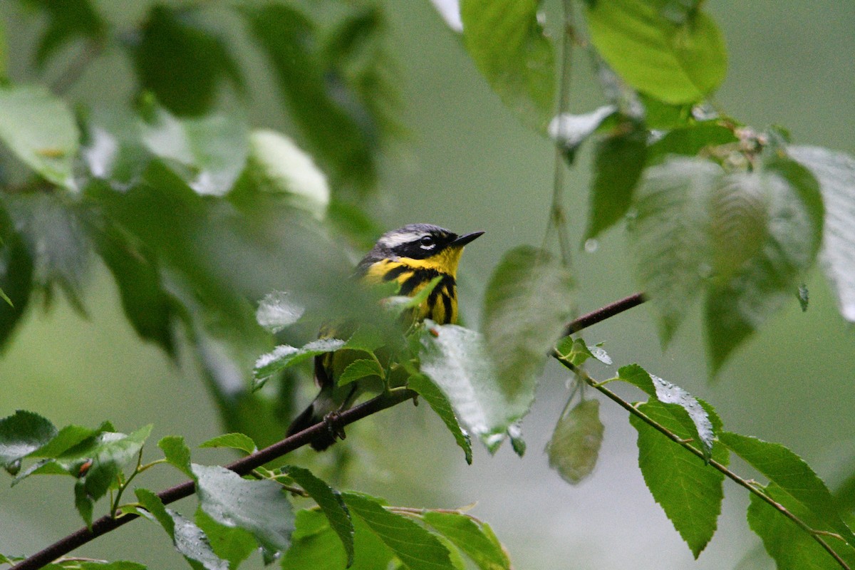 Magnolia Warbler - Kevin Roback