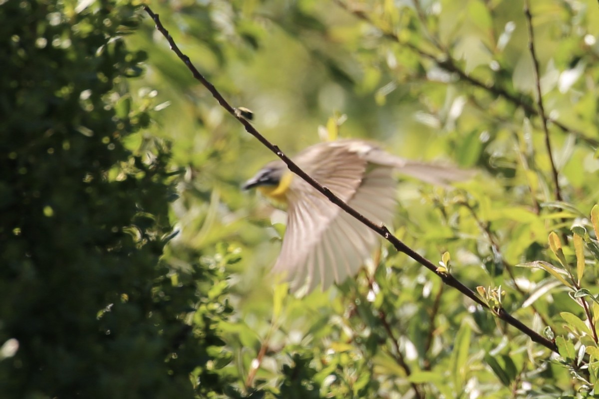 Yellow-breasted Chat - ML618781293