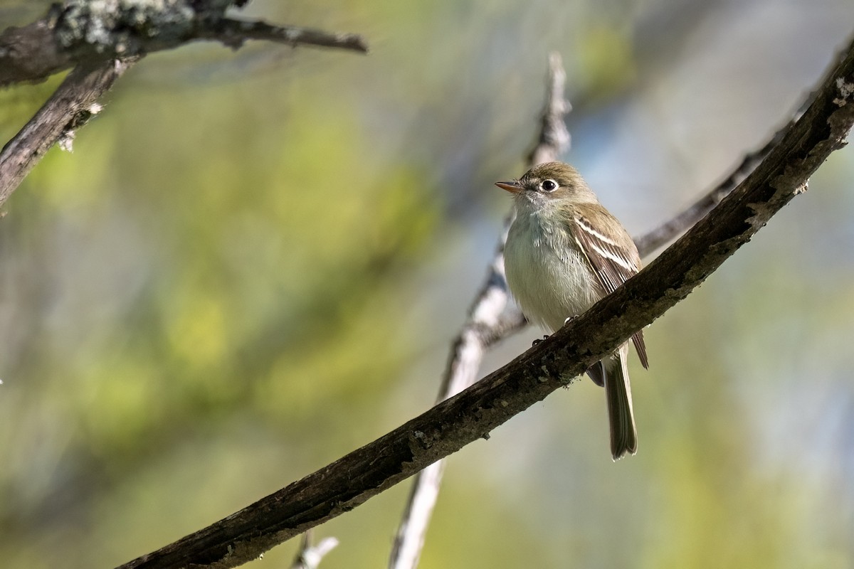 Least Flycatcher - Sylvie Desmeules