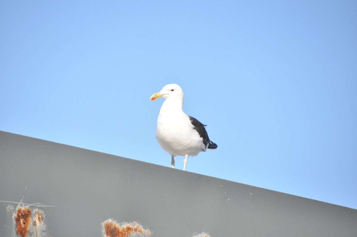 Kelp Gull - ML618781309