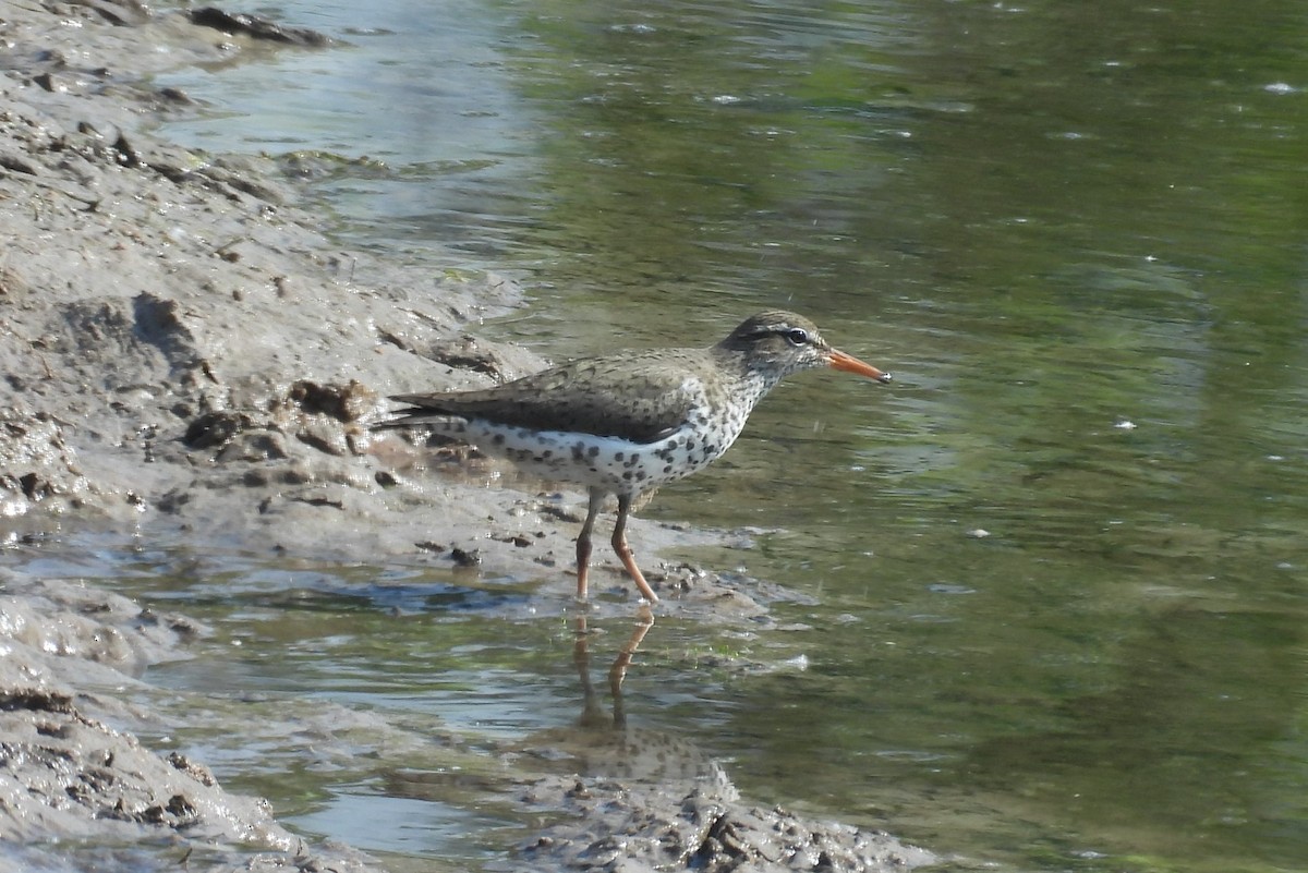 Spotted Sandpiper - Tonie Hansen