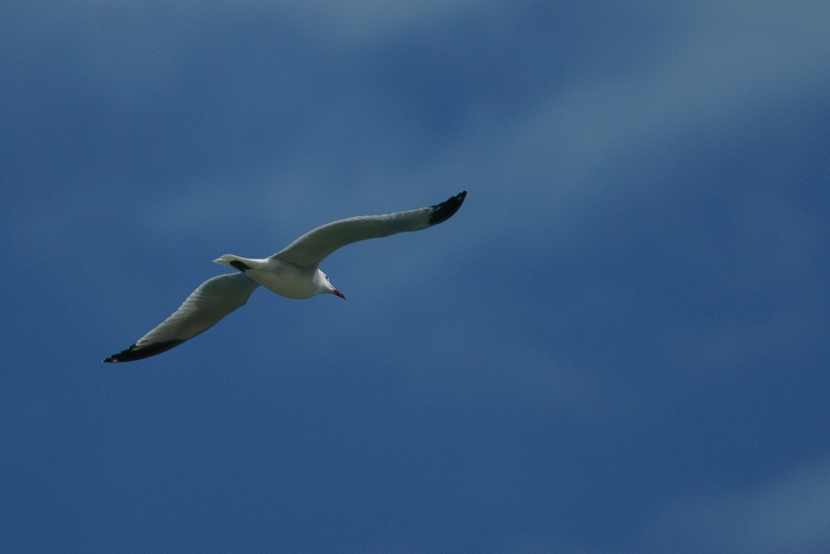 Audouin's Gull - Zhen Li