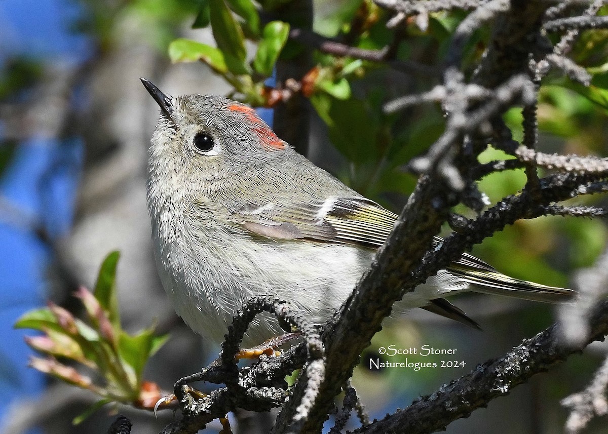 Ruby-crowned Kinglet - Scott Stoner