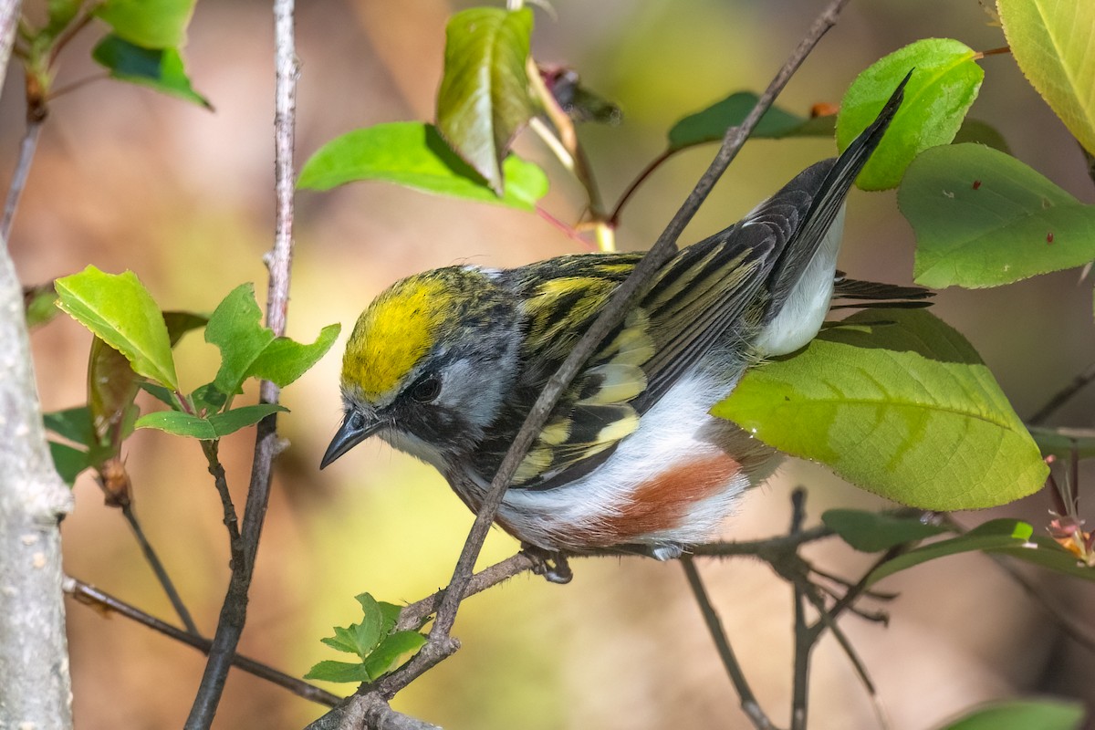 Chestnut-sided Warbler - Sylvie Desmeules