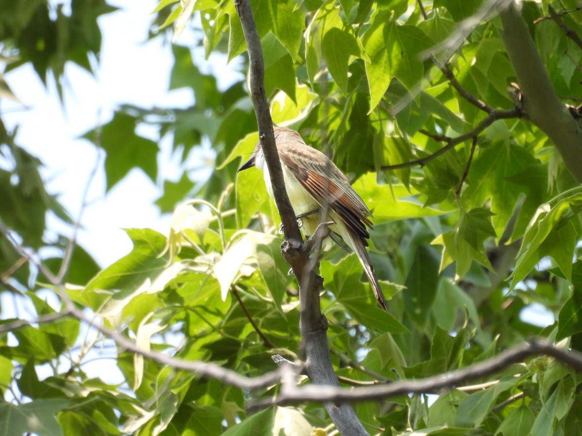 Brown-crested Flycatcher - Tonie Hansen