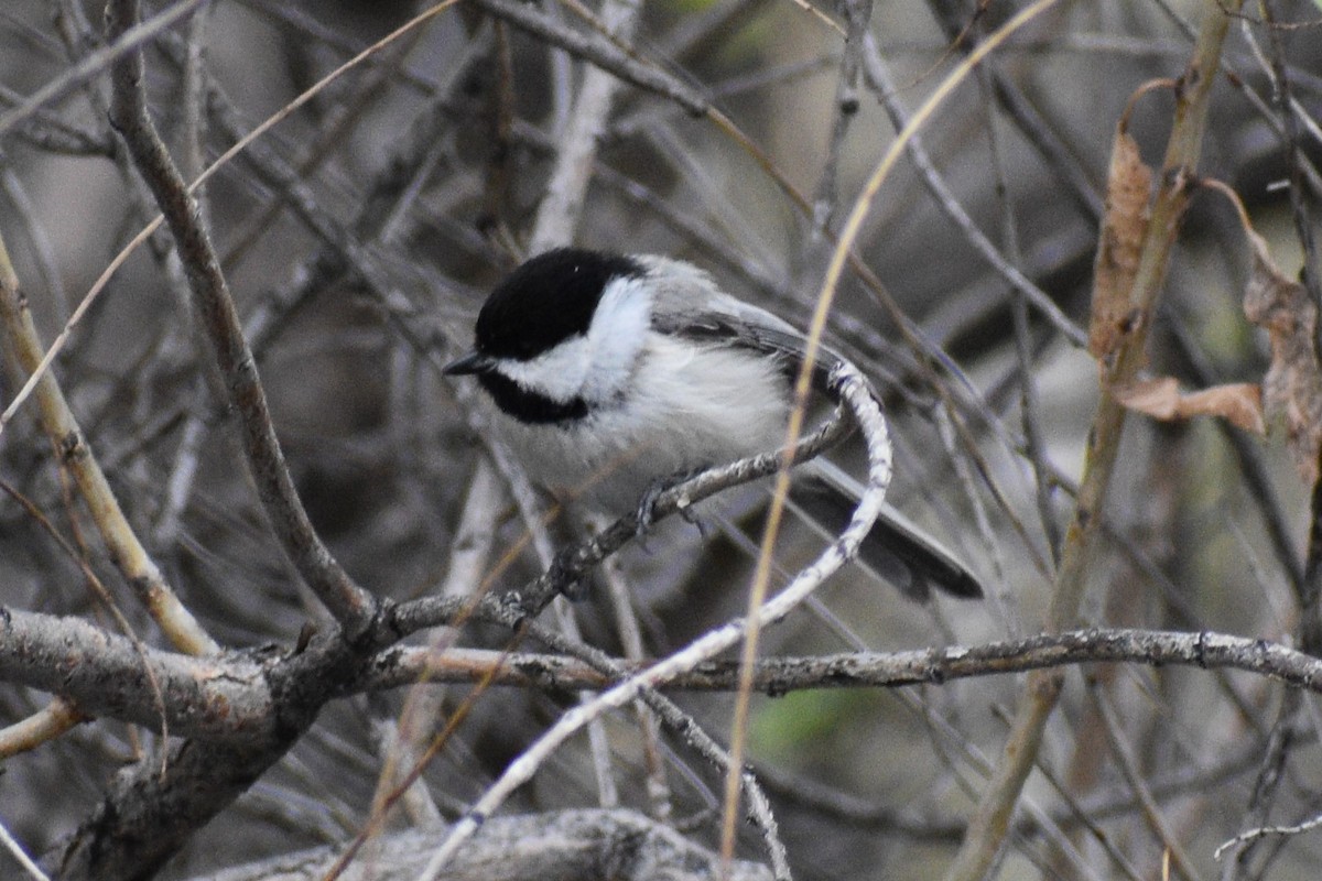 Black-capped Chickadee - Cate de la Garza Millard