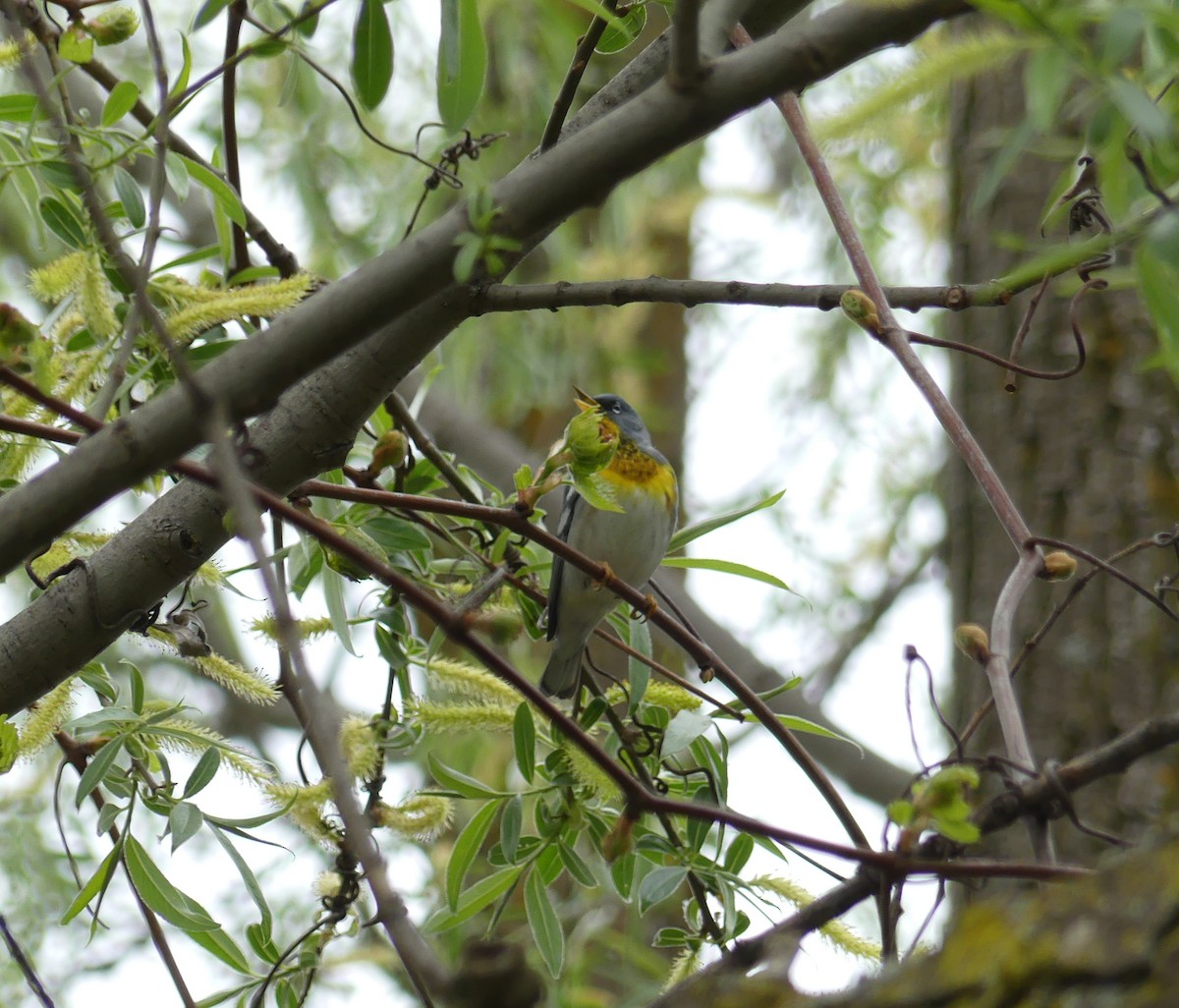 Northern Parula - Marlene Hart