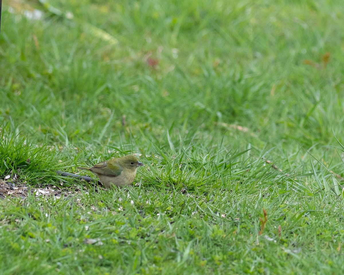 Painted Bunting - Rick Brown