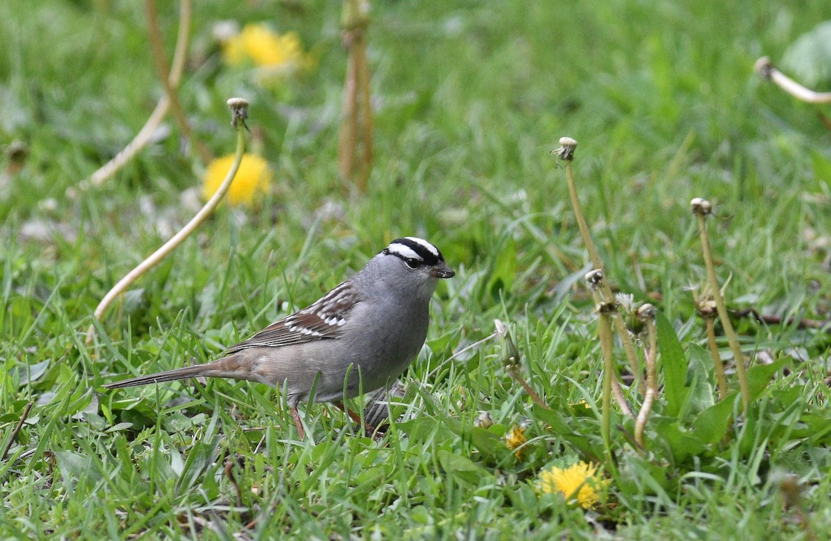 White-crowned Sparrow - Steven McClellan