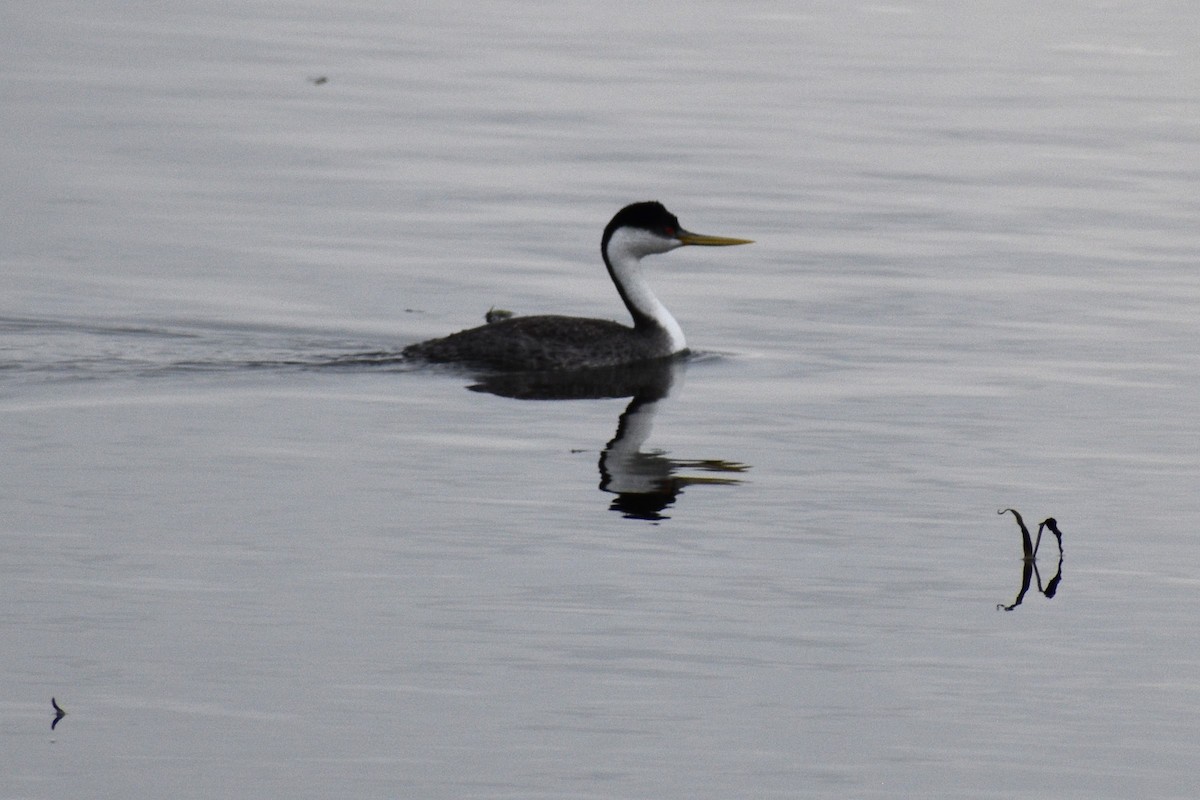 Western Grebe - Cate de la Garza Millard