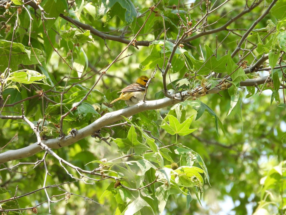 Bullock's Oriole - Tonie Hansen