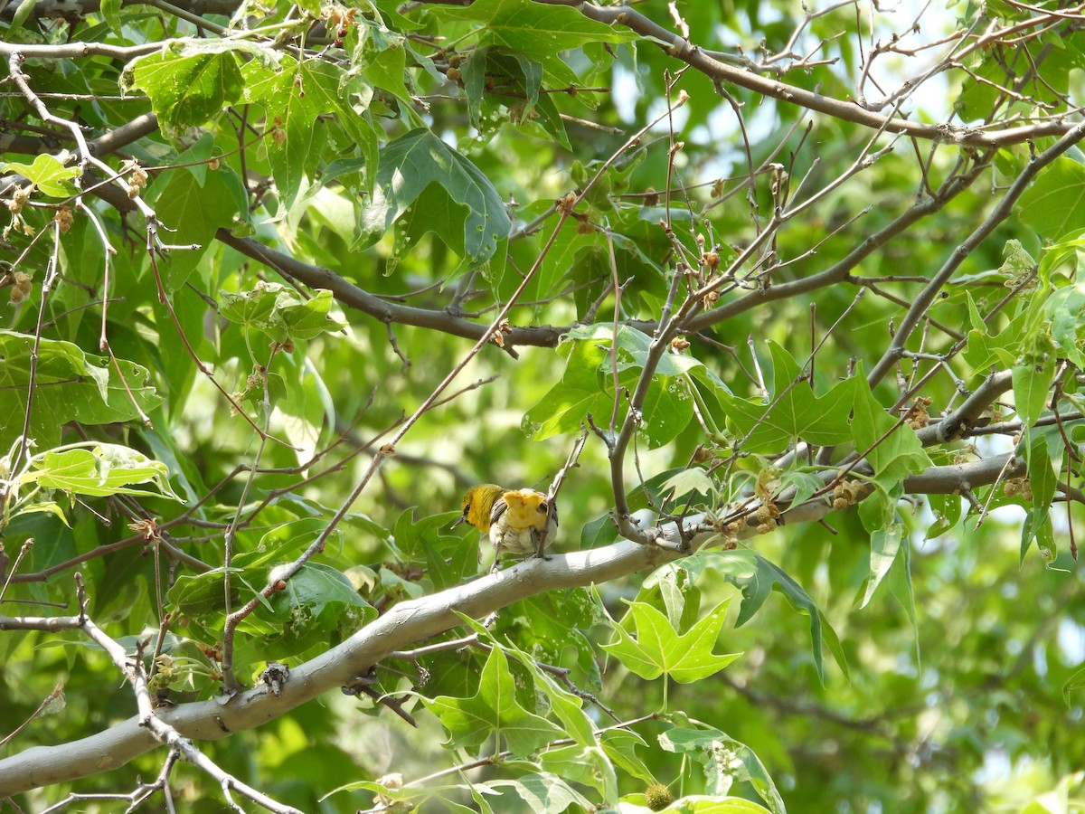 Bullock's Oriole - Tonie Hansen