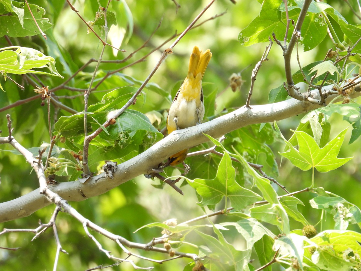 Bullock's Oriole - Tonie Hansen