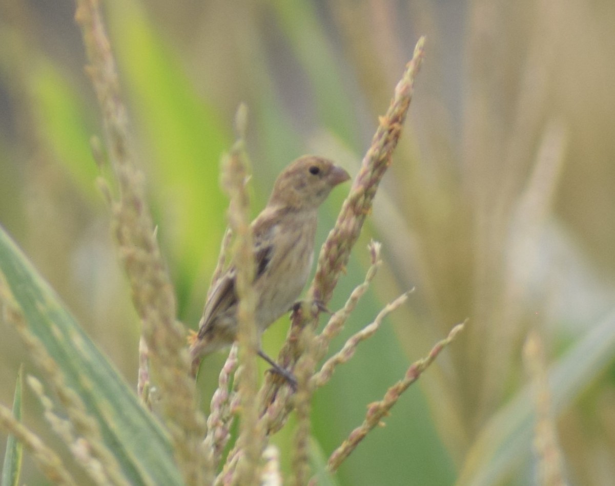 Chestnut-throated Seedeater - Monica Paredes Mejia