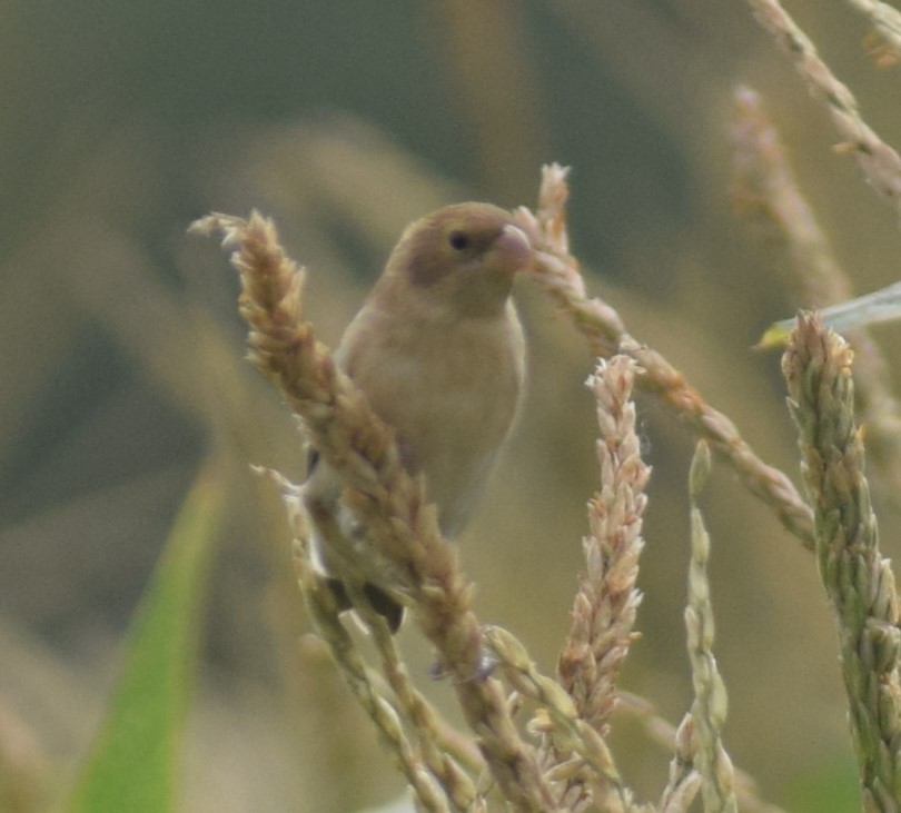 Chestnut-throated Seedeater - ML618781407