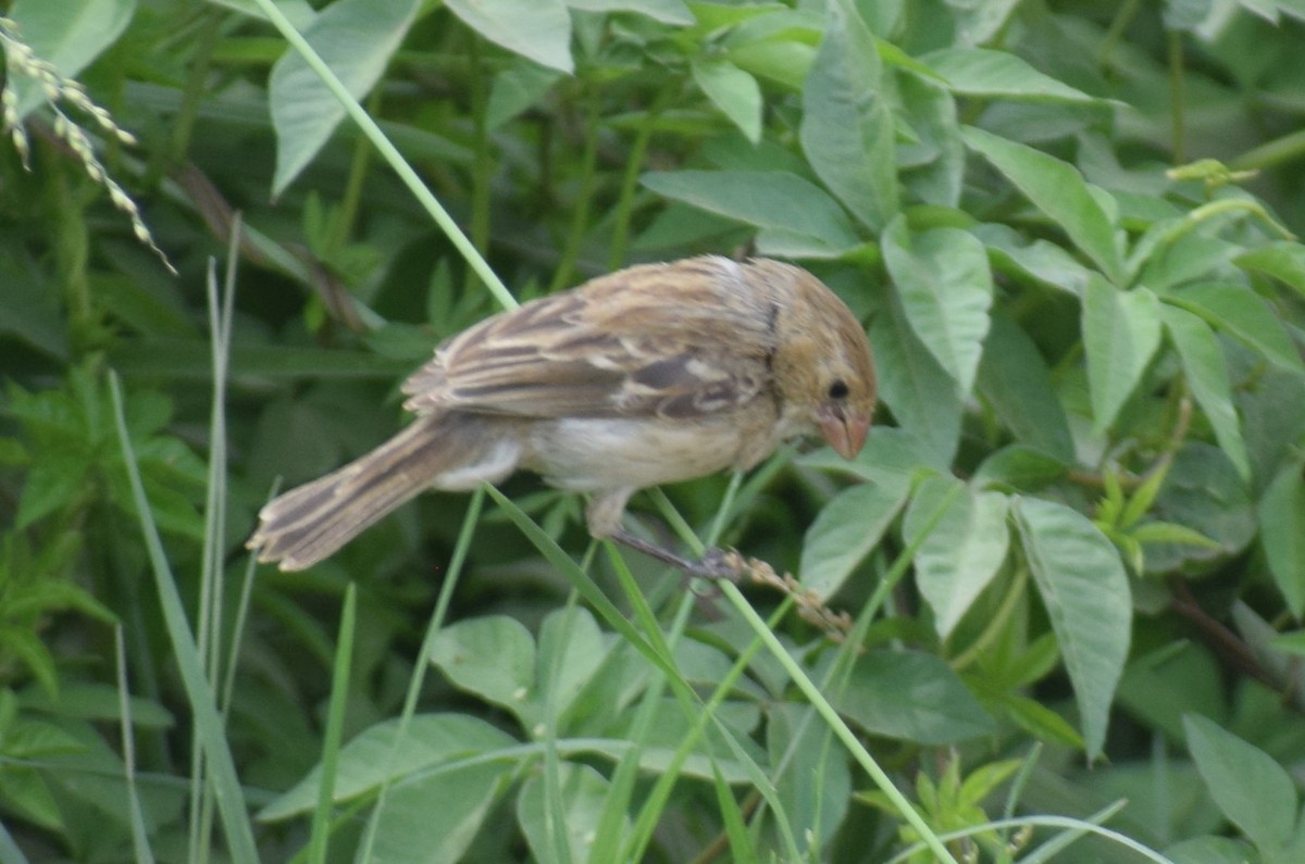 Drab Seedeater - Monica Paredes Mejia