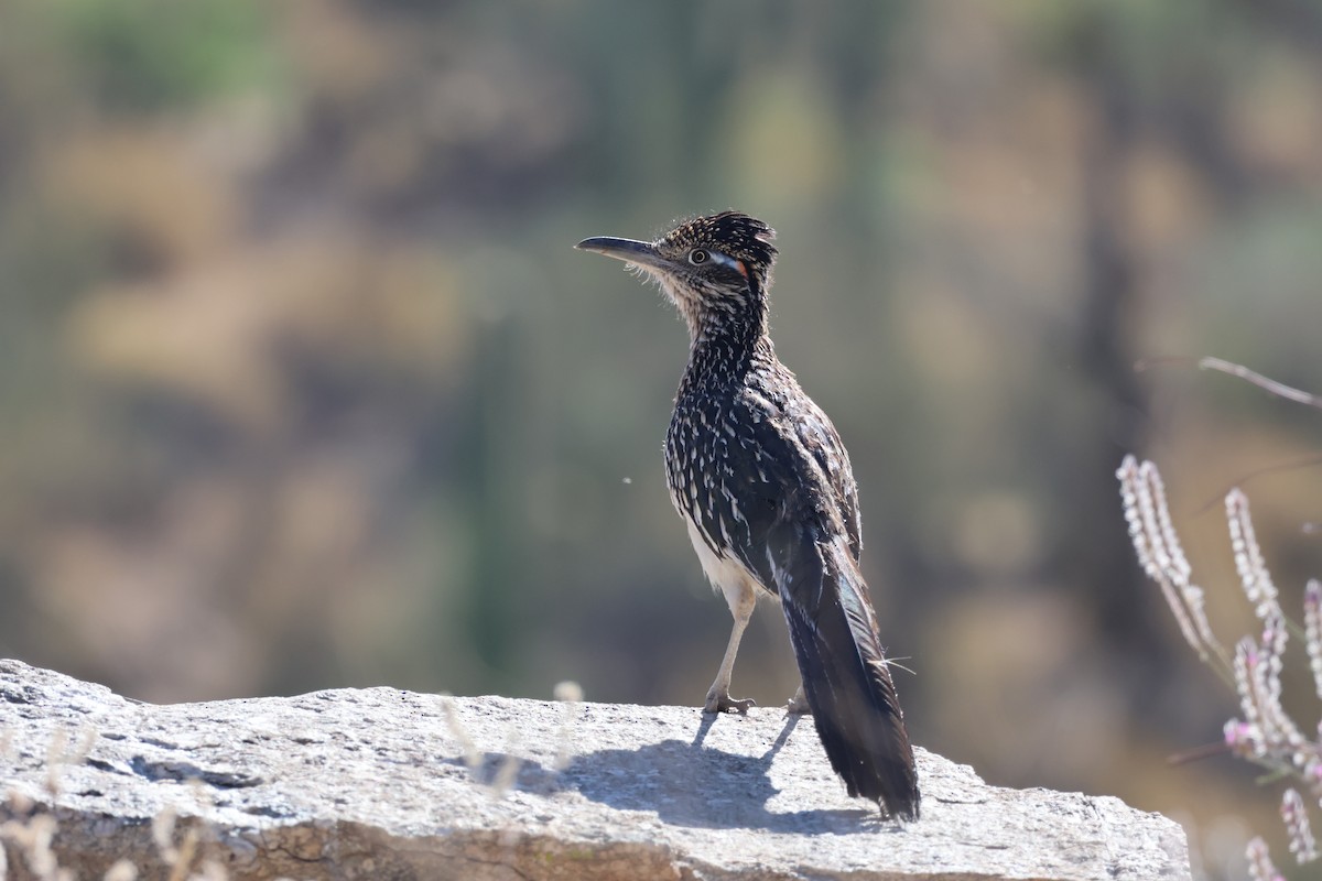 Greater Roadrunner - Patrick Schmit