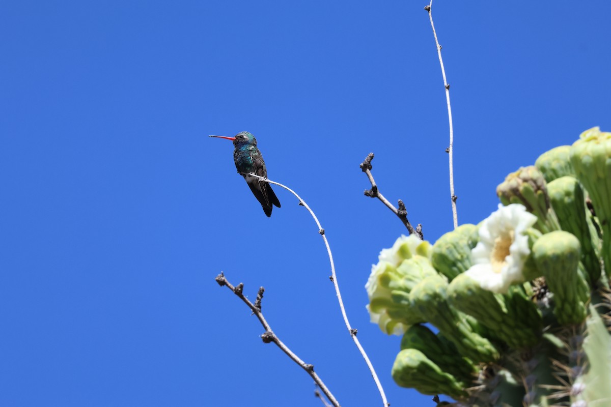 Colibrí Piquiancho Común - ML618781436