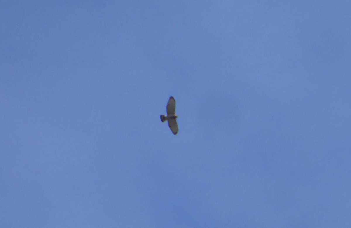 Broad-winged Hawk - Karina Rathmell