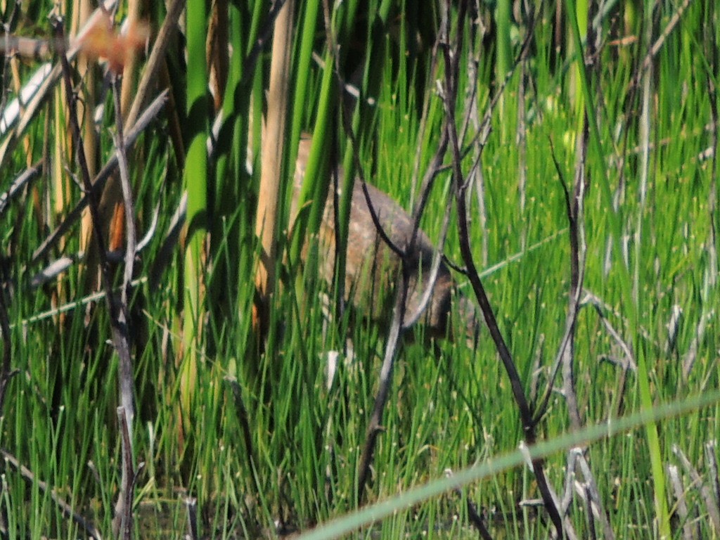 American Bittern - Mike Hall