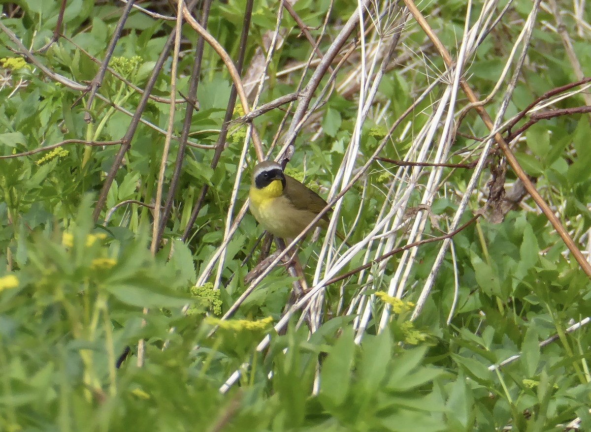 Common Yellowthroat - Karina Rathmell