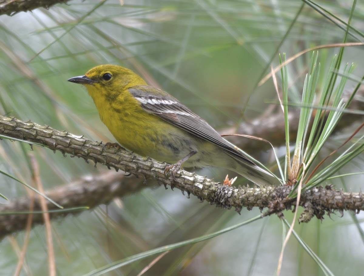 Pine Warbler - Cyndy Hardaker