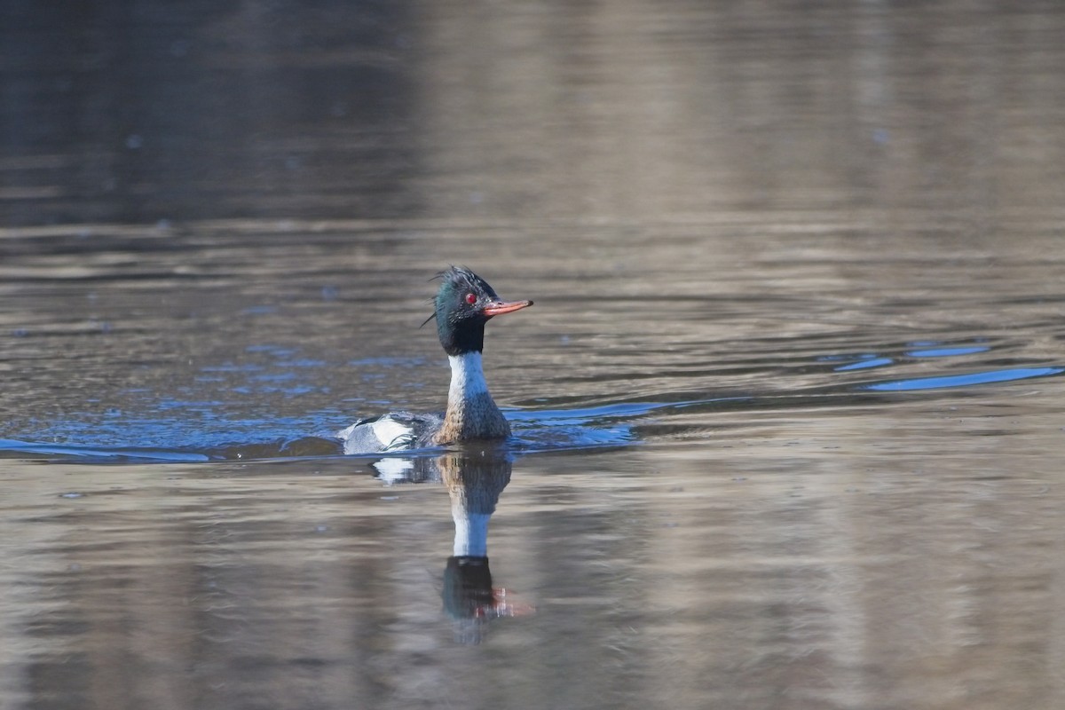 Red-breasted Merganser - ML618781500