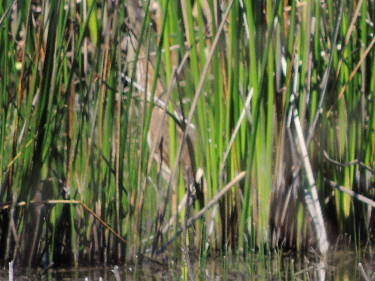 American Bittern - Mike Hall