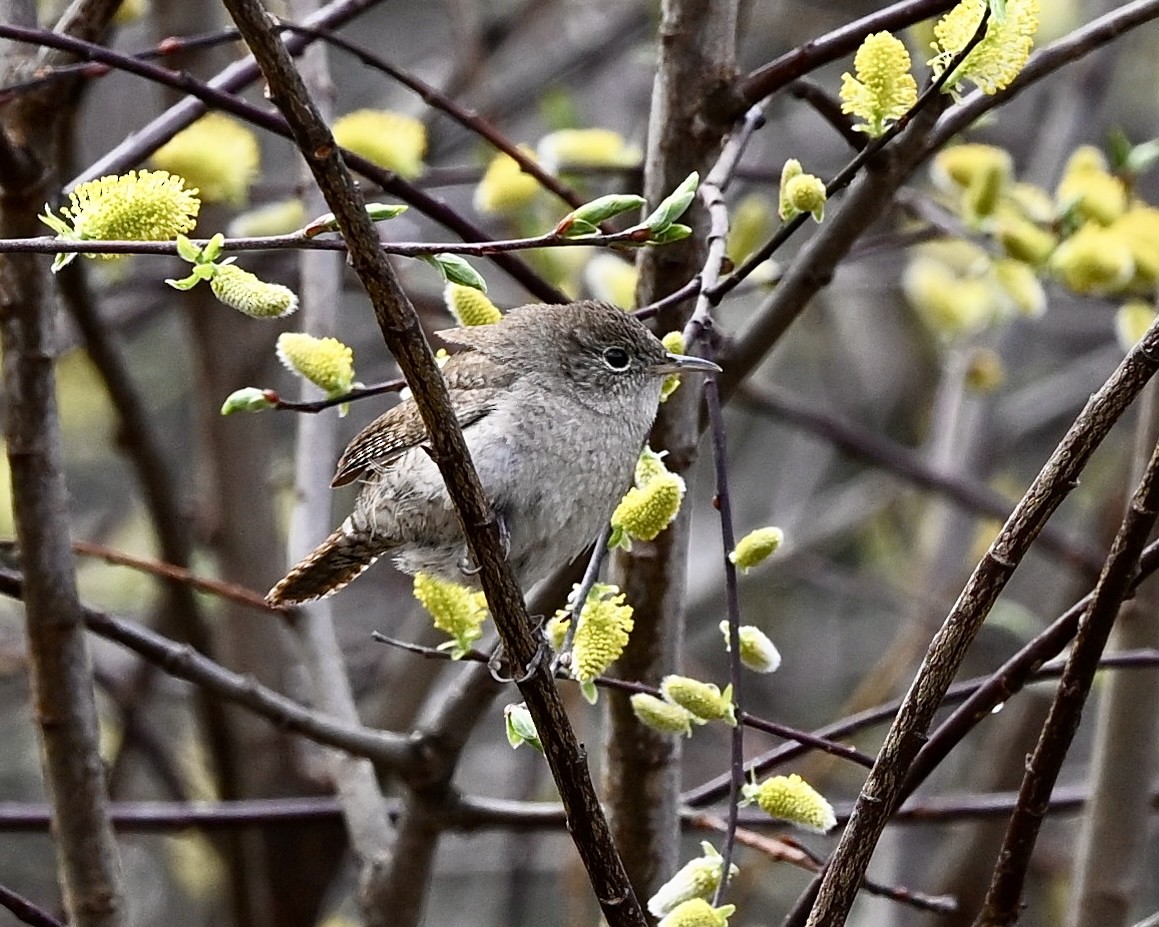 House Wren - Joe Wujcik