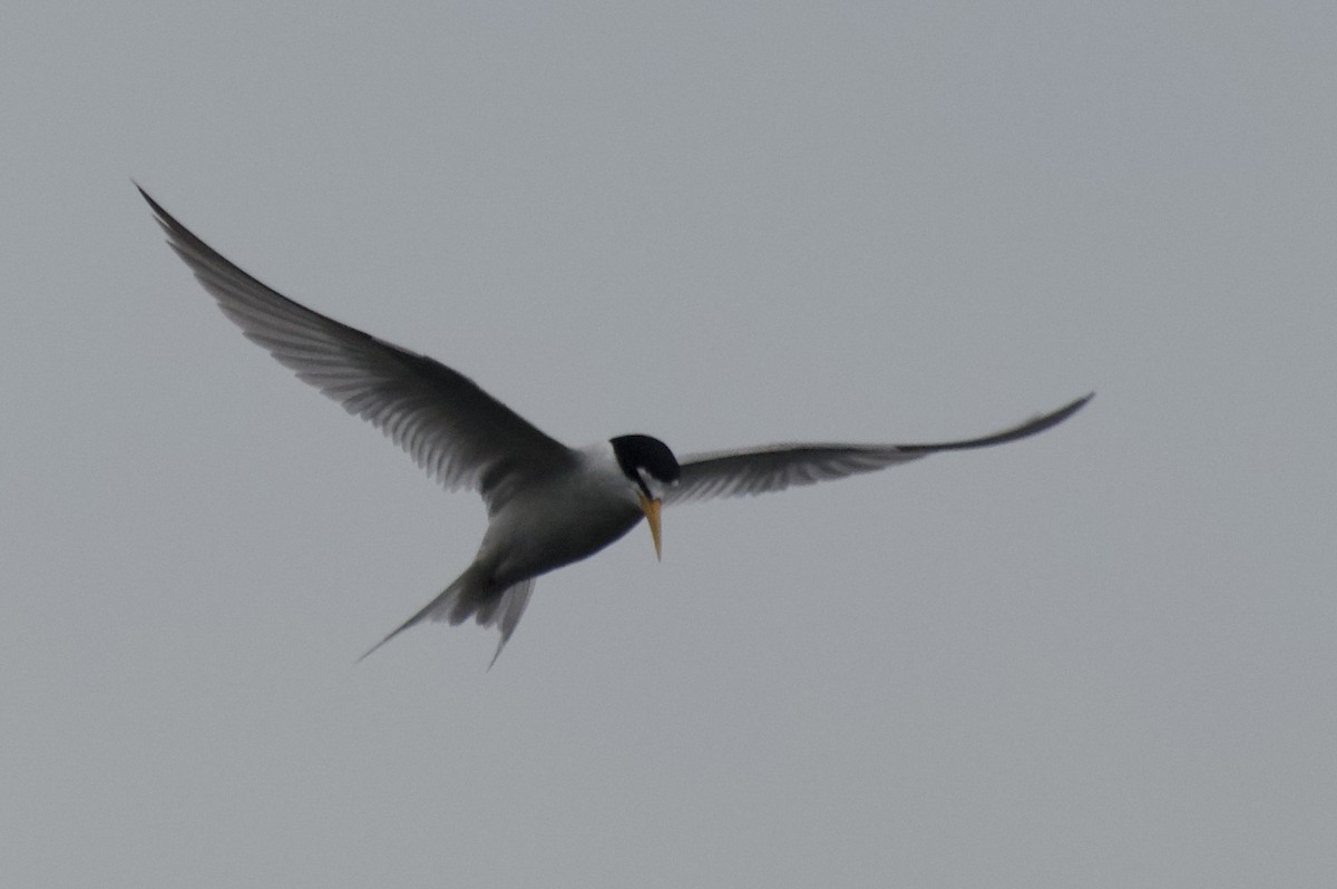 Least Tern - Graham Norman