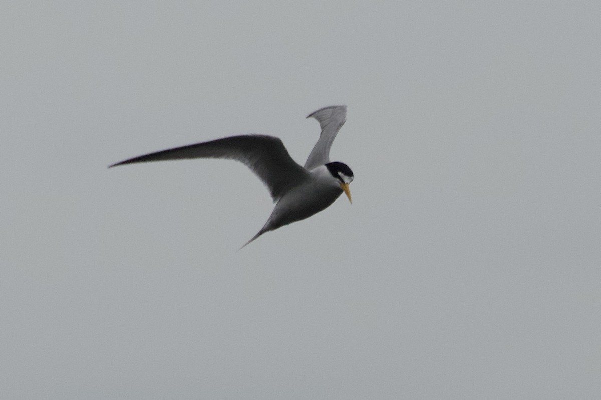 Least Tern - ML618781511