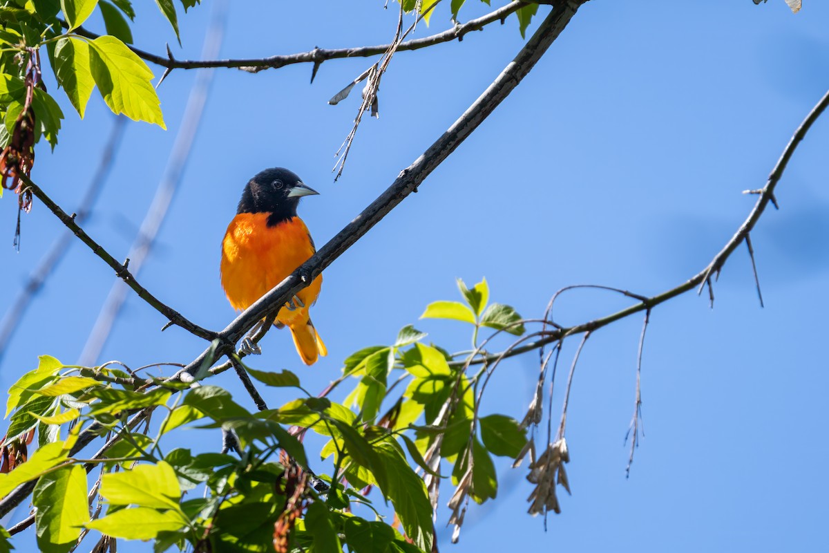 Baltimore Oriole - Matt Saunders