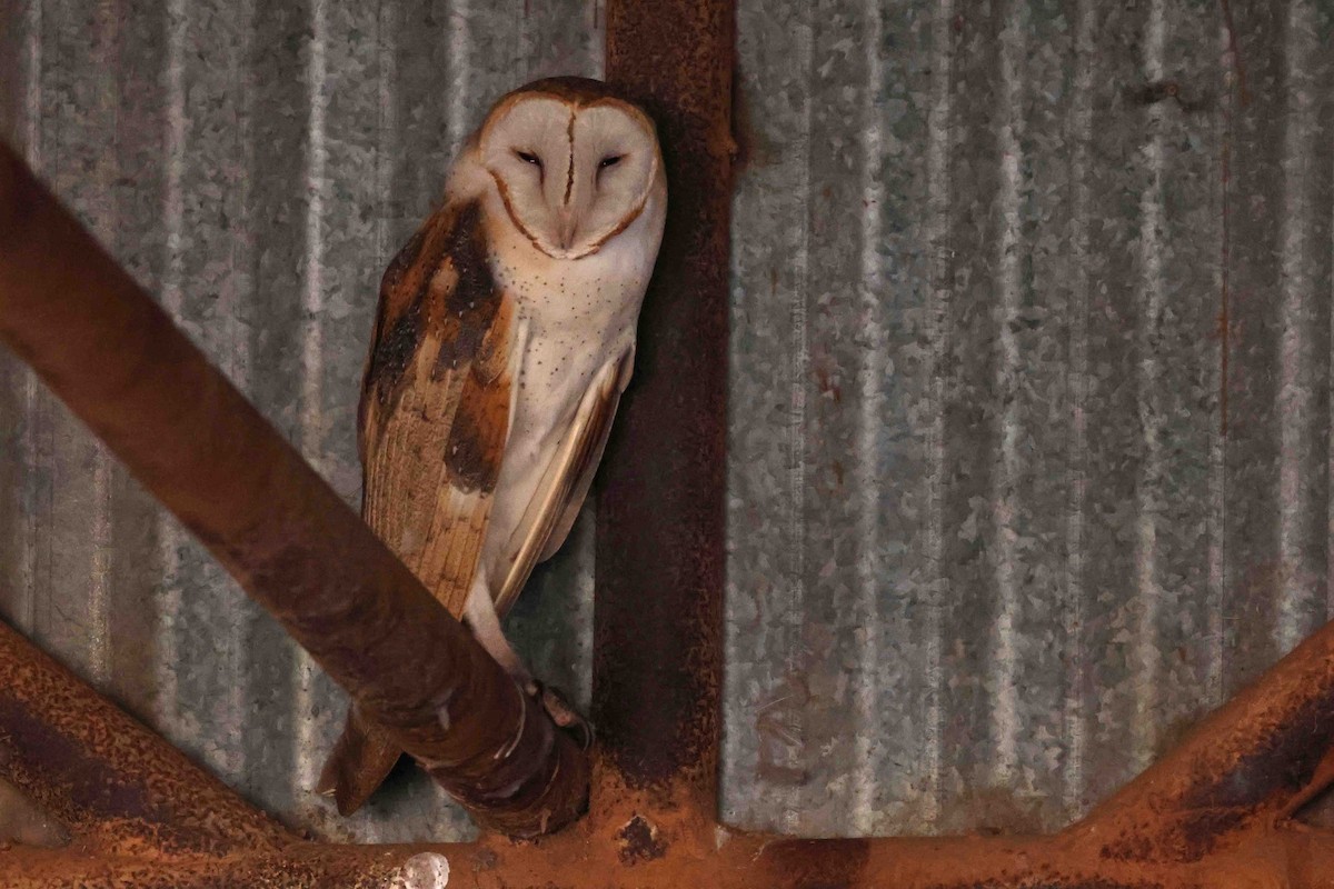 Barn Owl (American) - Mark W. Lockwood