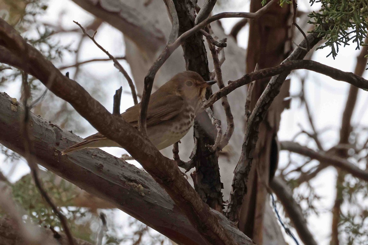 Swainson's Thrush - ML618781538