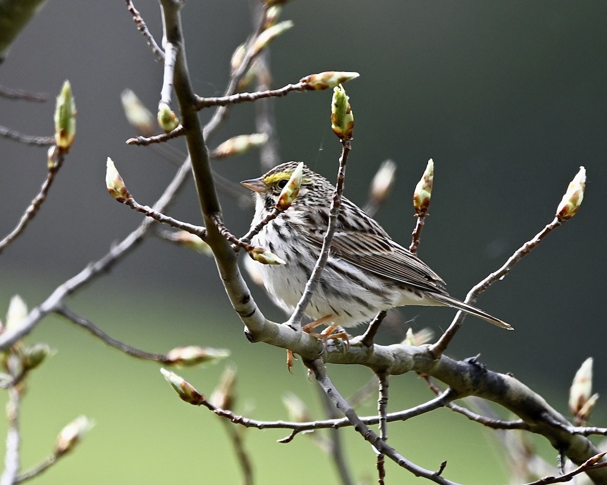 Savannah Sparrow - Joe Wujcik