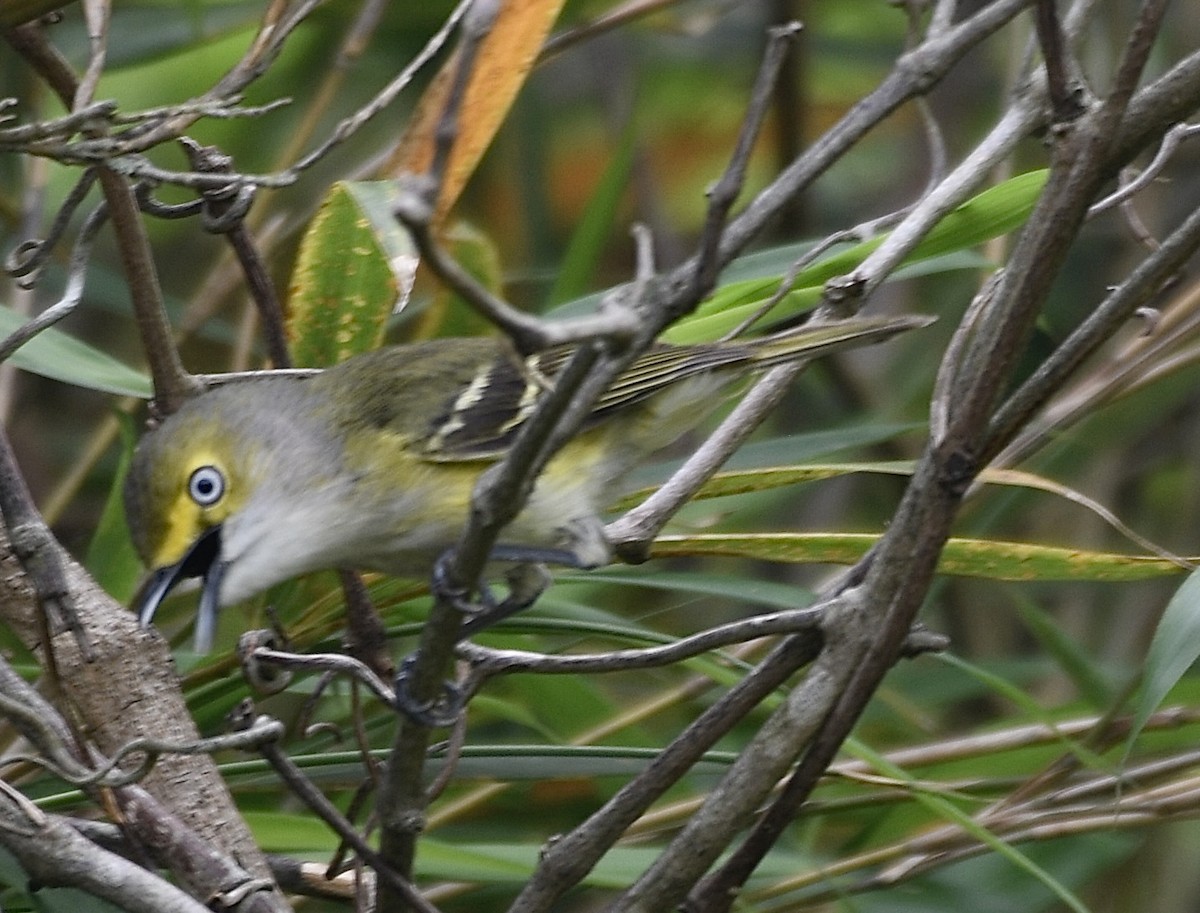 White-eyed Vireo - Cyndy Hardaker