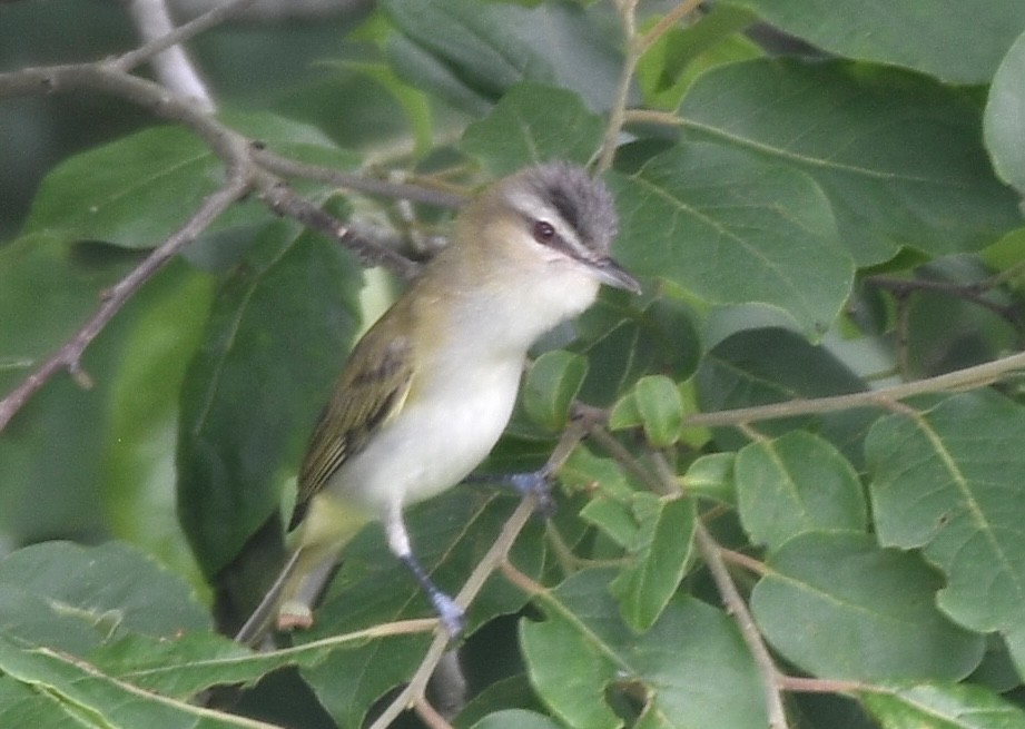 Red-eyed Vireo - Cyndy Hardaker